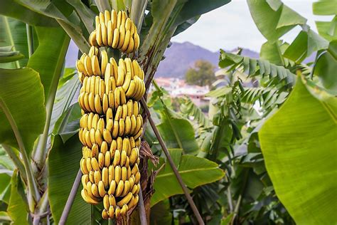 etimologia banana|origin of banana plant.